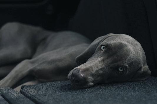 Puddles, The Almost Therapy Dog